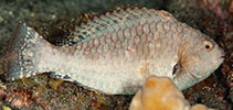 Image of Calotomus carolinus (Carolines parrotfish)