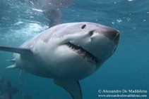 Image of Carcharodon carcharias (Great white shark)