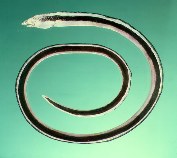 Image of Callechelys catostoma (Black-striped snake eel)