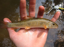 Image of Catostomus commersonii (White sucker)