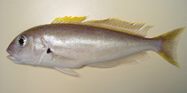 Image of Caulolatilus cyanops (Blackline tilefish)