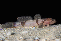 Image of Callogobius depressus (Flathead goby)