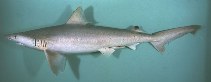 Image of Carcharhinus dussumieri (Whitecheek shark)