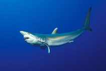 Image of Carcharhinus falciformis (Silky shark)