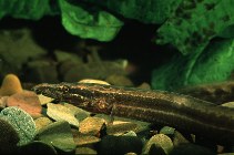 Image of Mastacembelus frenatus (Longtail spiny eel)
