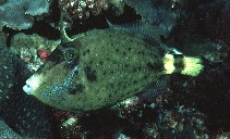 Image of Cantherhines fronticinctus (Spectacled filefish)