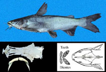 Image of Cathorops fuerthii (Congo sea catfish)