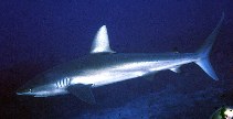 Image of Carcharhinus galapagensis (Galapagos shark)