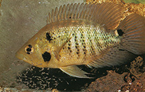 Image of Caquetaia kraussii 