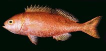 Image of Caprodon longimanus (Pink maomao)