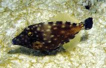 Image of Cantherhines macrocerus (American whitespotted filefish)