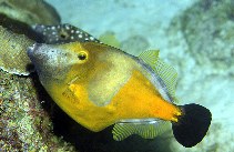 Image of Cantherhines macrocerus (American whitespotted filefish)
