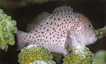 Image of Caracanthus maculatus (Spotted coral croucher)