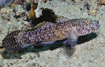 Image of Callogobius maculipinnis (Ostrich goby)