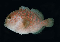 Image of Caracanthus madagascariensis (Spotted croucher)
