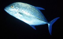 Image of Caranx melampygus (Bluefin trevally)