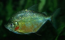 Image of Catoprion mento (Wimple piranha)
