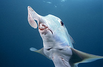 Image of Callorhinchus milii (Ghost shark)