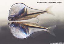 Image of Carnegiella myersi (Pygmy hatchetfish)