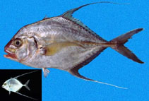 Image of Carangoides otrynter (Threadfin jack)