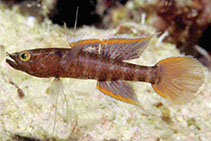Image of Calumia papuensis (Papuan coralgudgeon)
