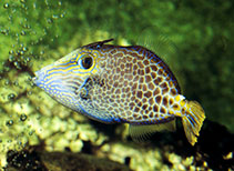 Image of Cantherhines pardalis (Honeycomb filefish)