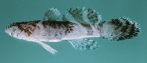 Image of Callogobius plumatus (Feather goby)