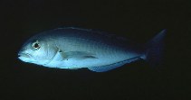 Image of Caulolatilus princeps (Ocean whitefish)