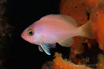 Image of Caesioperca rasor (Barber perch)