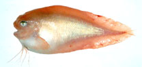 Image of Careproctus rastrinus (Salmon snailfish)