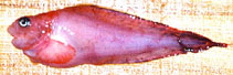 Image of Careproctus simus 