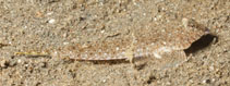 Image of Callionymus simplicicornis (Simple-spined dragonet)