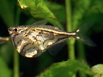 Image of Carnegiella strigata (Marbled hatchetfish)