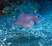 Image of Canthidermis sufflamen (Ocean triggerfish)