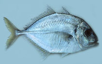 Image of Carangoides talamparoides (Imposter trevally)