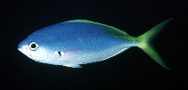 Image of Caesio teres (Yellow and blueback fusilier)