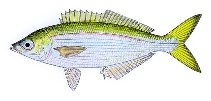 Image of Caesioscorpis theagenes (Blowhole perch)