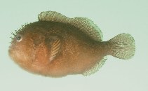 Image of Caracanthus unipinna (Pygmy coral croucher)