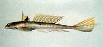 Image of Callionymus valenciennei (Valenciennes’ dragonet)
