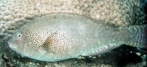 Image of Calotomus viridescens (Viridescent parrotfish)