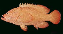 tn_Ceaur_u3.jpg