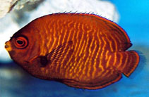 Image of Centropyge aurantia (Golden angelfish)