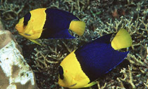 Image of Centropyge bicolor (Bicolor angelfish)