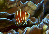 Image of Centropyge boylei (Peppermint angelfish)