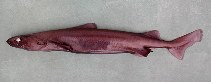 Image of Centroscymnus owstonii (Roughskin dogfish)