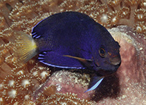 Image of Centropyge fisheri (Orange angelfish)