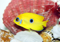 Image of Centropyge flavissima (Lemonpeel angelfish)