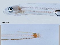Image of Cerdale floridana (Pugjaw wormfish)