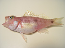Image of Centropristis fuscula (Twospot sea bass)