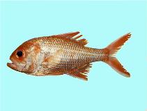 Image of Centroberyx gerrardi (Bight redfish)